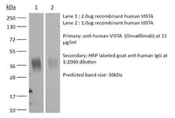 Bio X Cell&nbsp;InVivoSIM VISTA Antibody, Onvatilimab Biosimilar, 5 MG