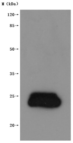 BIORBYT LLC&nbsp;RecombinantHumanClaudin-3CLDN3