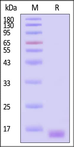 ACROBiosystems Alexa Fluor™ 488-Labeled Human Alpha-synuclein Protein,