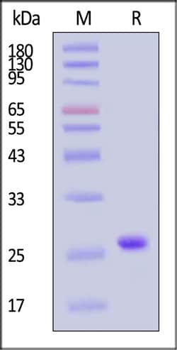 ACROBiosystems SUMO Protease, 1000 U, Remove SUMO-tag in any recombinant