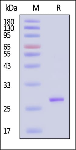 ACROBiosystems&nbsp;TEV Protease (active enzyme, HPLC verified) 1000U