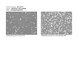ATCC&nbsp;Quantitative Genomic RNA, Influenza A (H3N2) strain A/Hong Kong/8/68 (100 μL, frozen)