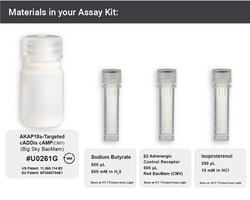 Montana Molecular AKAP18a-targeted cADDis cAMP