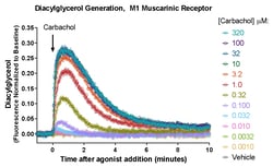 Montana Molecular&nbsp;Green Up DAG Assay - 15mL