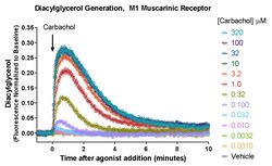 Montana Molecular&nbsp;Green Up DAG Assay - 30mL