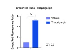 Montana Molecular&nbsp;IRE1-XBP1 ER Stress - 15mL