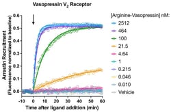 Montana Molecular&nbsp;V2R Arrestin Assay - 30mL