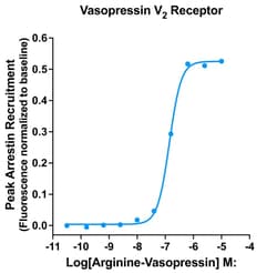 Montana Molecular&nbsp;V2R Arrestin Assay - 60mL