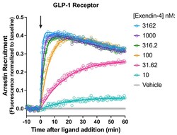 Montana Molecular&nbsp;GLP-1R Arrestin Assay - 30mL