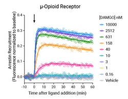 Montana Molecular&nbsp;MOR Arrestin Assay - 30mL