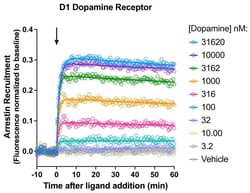 Montana Molecular&nbsp;D1R Arrestin Assay - 60mL