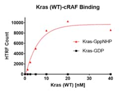 AURORA BIOLABS LLC&nbsp;Kras WT Binding Assay, 384 rxn