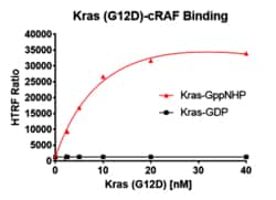 AURORA BIOLABS LLC&nbsp;Kras G12D Binding Assay, 384 rxn