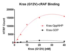 AURORA BIOLABS LLC&nbsp;Kras G12V Binding Assay, 384 rxn