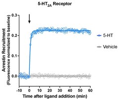 Montana Molecular&nbsp;5-HT2AR Arrestin Assay - 60mL
