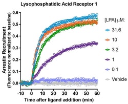 Montana Molecular&nbsp;LPA1R Arrestin Assay - 30mL