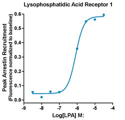 Montana Molecular&nbsp;LPA1R Arrestin Assay - 60mL