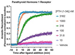 Montana Molecular&nbsp;PTH1R Arrestin Assay - 30mL