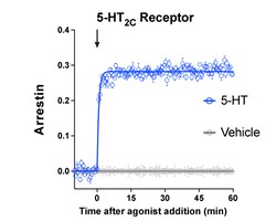 Montana Molecular&nbsp;5-HT2CR Arrestin Assay - 60mL