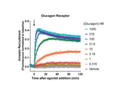 Montana Molecular&nbsp;GCGR Arrestin Assay - 30mL