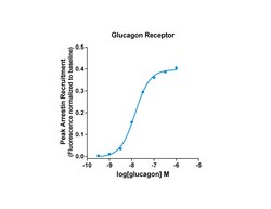 Montana Molecular&nbsp;GCGR Arrestin Assay - 60mL