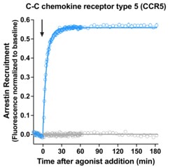 Montana Molecular&nbsp;CCR5 Arrestin Assay - 10mL