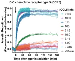 Montana Molecular&nbsp;CCR5 Arrestin Assay - 30mL