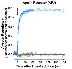 Montana Molecular&nbsp;Apelin Arrestin Assay - 10mL