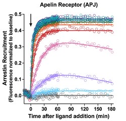 Montana Molecular&nbsp;Apelin Arrestin Assay - 30mL