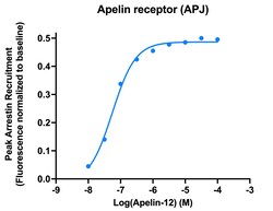Montana Molecular&nbsp;Apelin Arrestin Assay - 60mL
