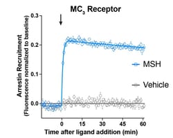 Montana Molecular&nbsp;MC3R Arrestin Assay - 10mL