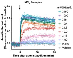 Montana Molecular&nbsp;MC3R Arrestin Assay - 30mL