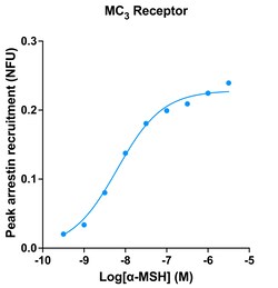 Montana Molecular&nbsp;MC3R Arrestin Assay - 60mL
