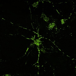 Mitochondria-Targeted mNeonGreen (Green MitoPaint) Expression Kit - Big Sky BacMam, 5mL - Montana Molecular