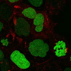 Nucleus-Targeted mNeonGreen (Green H2BPaint) Expression Kit - Big Sky BacMam, 5mL - Montana Molecular