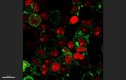 Nucleus-Targeted Montana Paintbrush Red (Red NLSPaint) Expression Kit - Big Sky BacMam, 5mL - Montana Molecular