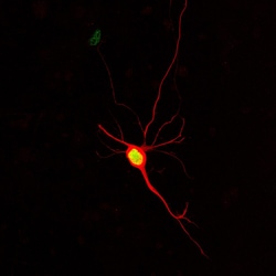 Tau-Targeted Montana Paintbrush Red (Red TauPaint) Expression Kit - Big Sky BacMam, 5mL - Montana Molecular