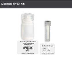 F-actin-Targeted mNeonGreen (Green β-ActinPaint) Expression Kit - Big Sky BacMam, 5mL - Montana Molecular