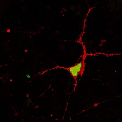 F-actin-Targeted Montana Paintbrush (Red β-ActinPaint) Expression Kit - Big Sky BacMam, 5mL - Montana Molecular