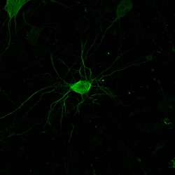 Alpha Tubulin-Targeted mNeonGreen (Green AlphaTubulinPaint) Expression Kit - Big Sky BacMam, 5mL - Montana Molecular