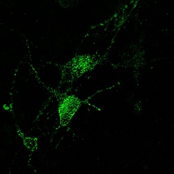 Endosome targeted mNeon Green (Green EndoPaint) Expression Kit - Big Sky BacMam, 5mL - Montana Molecular