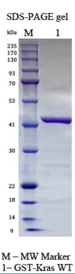 AURORA BIOLABS LLC&nbsp;Kras WT, GppNHp loaded, 100 μg