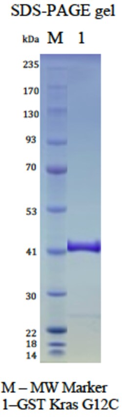 AURORA BIOLABS LLC&nbsp;Kras G12C, GDP Loaded, 100 μg
