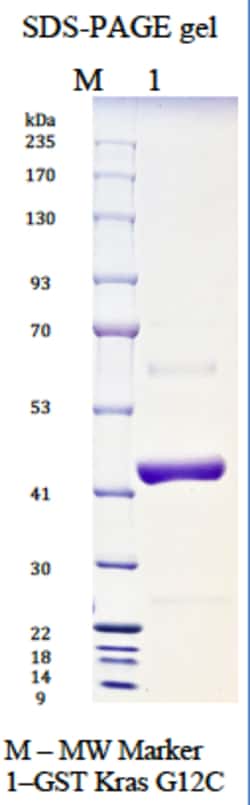 AURORA BIOLABS LLC&nbsp;Kras G12C, GppNHp loaded, 100 μg