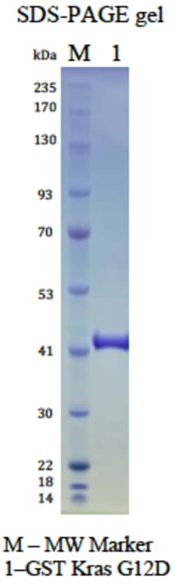 AURORA BIOLABS LLC&nbsp;Kras G12D, GDP Loaded, 100 μg