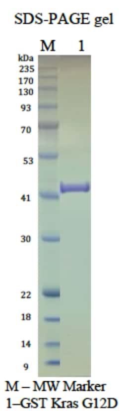 AURORA BIOLABS LLC&nbsp;Kras G12D, GppNHp loaded, 100 μg