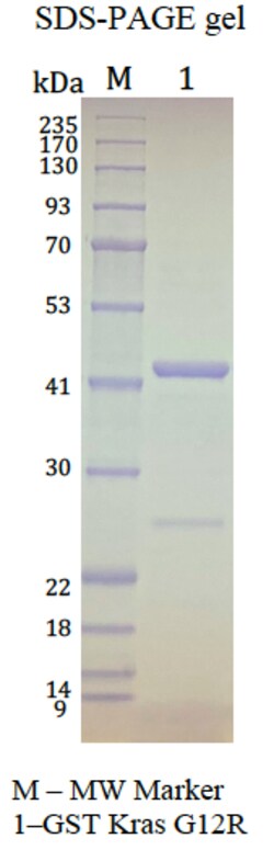 AURORA BIOLABS LLC&nbsp;Kras G12R, GDP Loaded, 100 μg