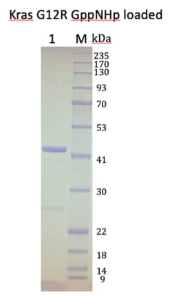 AURORA BIOLABS LLC&nbsp;Kras G12R, GppNHp loaded, 100 μg