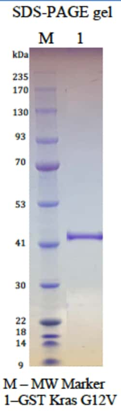 AURORA BIOLABS LLC&nbsp;Kras G12V, GDP Loaded, 100 μg