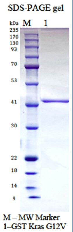 AURORA BIOLABS LLC&nbsp;Kras G12V, GppNHp loaded, 100 μg